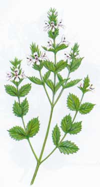 Euphrasia, also known as Eyebright, provides excellent relief for tired and inflammed eyes