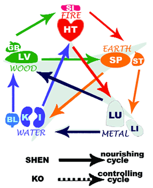 Interplay of Organs and Elements