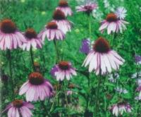 Echinacea & Chicory