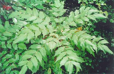 In A Green Shade