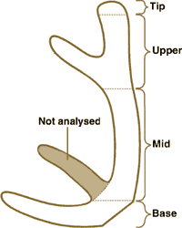 For analysis the antlers were separated into four major portions (tip, upper, mid and base)