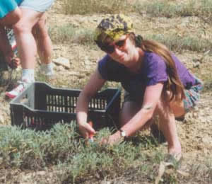 The author picking sage for distillation. The sage from this area is low in ketones