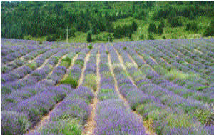 A field of Lavender
