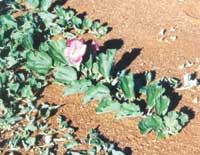 Devil's Claw in flower