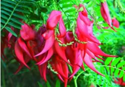 Long oblong First Light colour image with red Kakabeak