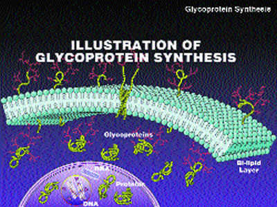 Illustration of Glycoprotein Synthesis