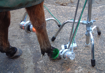 """" Fig. 4. Treatment using 2 lamps containing emeralds and sapphires to the hoof and a third lamp with carnelians and diamonds to the leg artery.