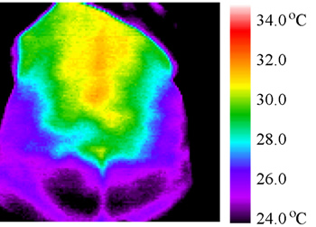 Fig. 6. The treatment with red and green lamps