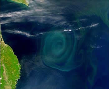 Plankton Bloom