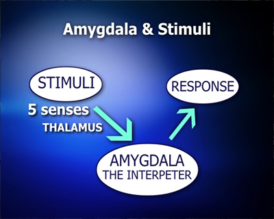 Amtgdala and Stimuli