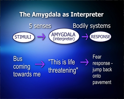 Amygdala as Interpreter