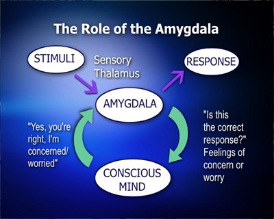 The Role of Amygdala