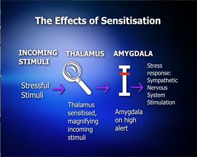 The Effects of Sensitisation