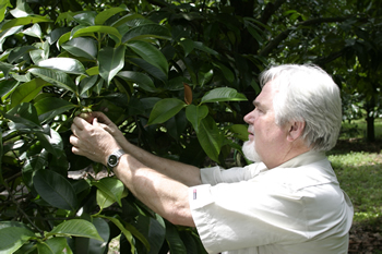 Picking the fruit