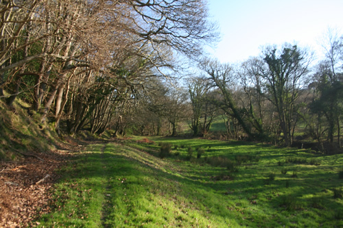 Tree Lined Walk