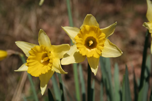 The first daffodils of spring
