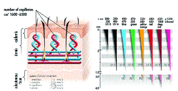 A Transmission of light through the various layers of human skin