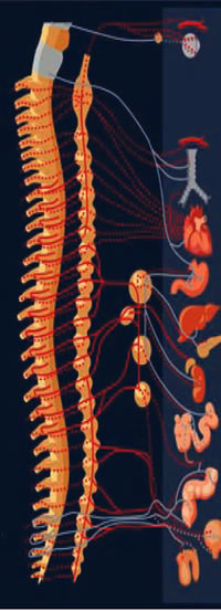 Spine and ganglia