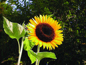 Blooming Sunflower