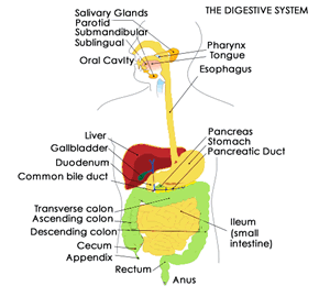 The Digestive System