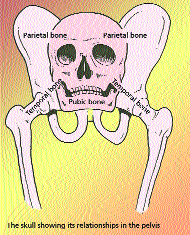 Fig 3. From Sills F The Polarity Process 1989