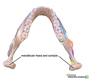 mandibular condyles