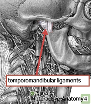 TMJ Ligaments