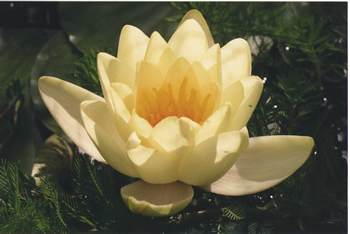 The Soul is symbolized as a lotus flower