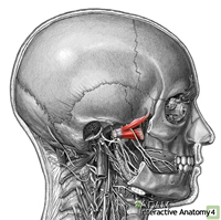 lateral pterygoid