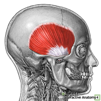 temporalis