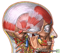 temporalis fascia