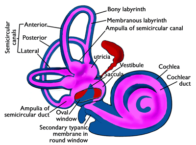 The internal ear. The blue area comprises the bony labyrinth; the pink area belongs to the membranous labyrinth