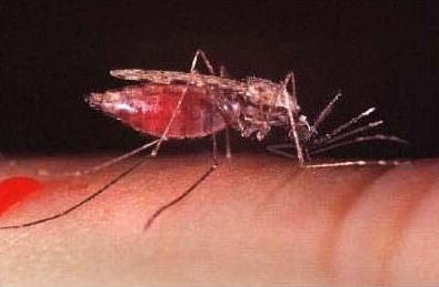 A biting mosquito