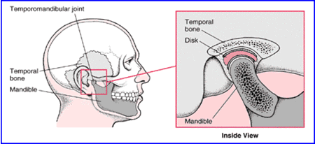 TMJ Anatomy