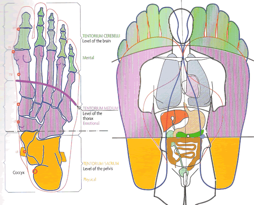 The cranio-sacral system is a 'core' system where the control mechanisms of body, mind, emotion and spirit all come together.