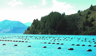 New Zealand Bay Green Lipped Mussels