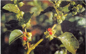 Ashwagandha