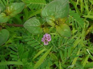 Punarnava