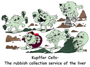 Kupffer Cells