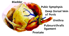 Prostate image