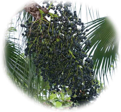 Acai Berries