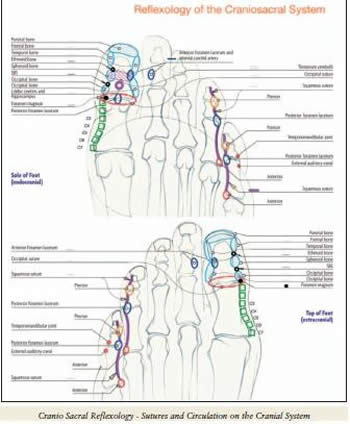 Cranio-Sacral Reflexology Sutures and Circulation in the Cranial System