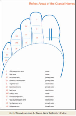 Reflex Areas of the Cranial Nerves