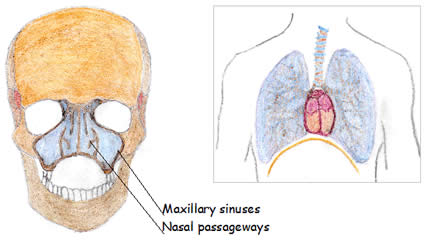 Maxillary Sinuses and Nasal Passageways