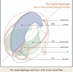 The Cranial Diaphragm