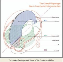 Cranial Reflexology Chart