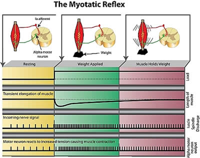 The Myotatic Reflex