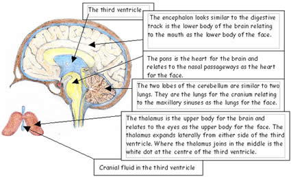 Cranium