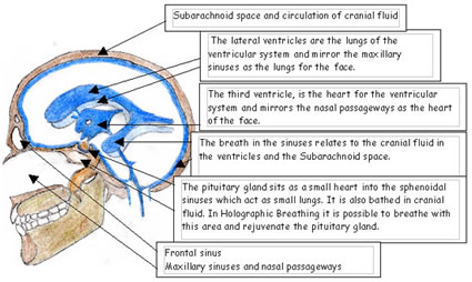 frontal lobes