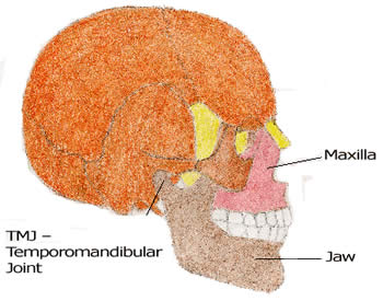 TMJ